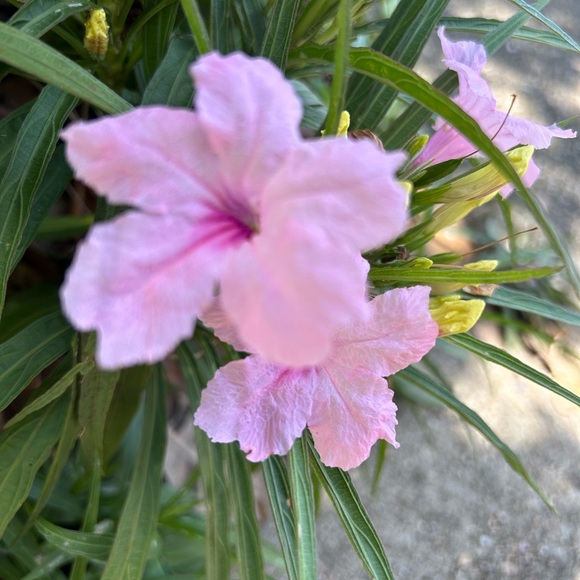 Bundle of 4 - random color - Dwarf Mexican Petunia live plants. - Picture 2 of 7